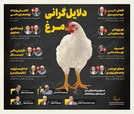 دلایل گرانی مرغ/ اینفوگرافی
