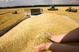 حفظ امنیت غذایی با افزایش نرخ خرید تضمینی گندم