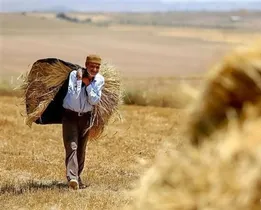 خبر مهم وزیر کشاورزی درباره پرداخت مطالبات گندمکاران