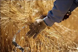 پرداخت سریع مطالبات گندم کاران از دولت در سال 98