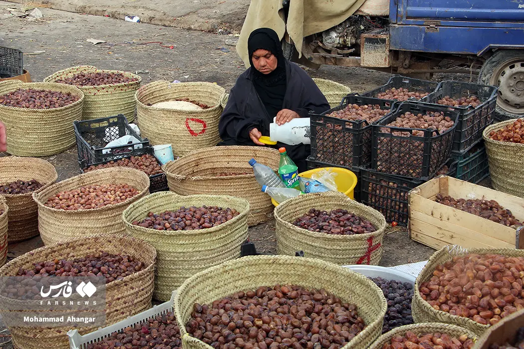برداشت خرما از نخلستان‌های شادگان + عکس