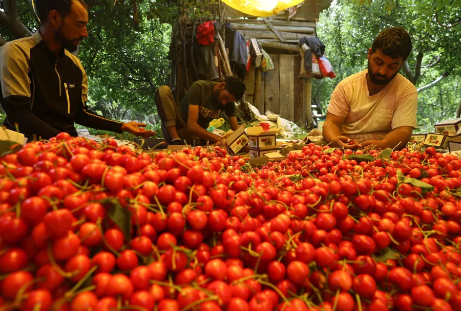 عکس / برداشت گیلاس از باغات کشمیر