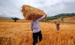 واریز 30 هزار میلیارد تومان به حساب گندم کاران