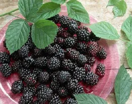 طرز تهیه مربای توت سیاه خانگی+ نکات مهم