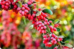 ۴ فایده شگفت انگیز زرشک برای بدن