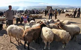 دام زنده ارزان شد