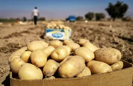 صادرات سیب‌زمینی تا پایان سال ممنوع شد